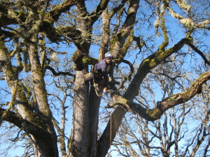 full-service tree company in Portland, Oregon