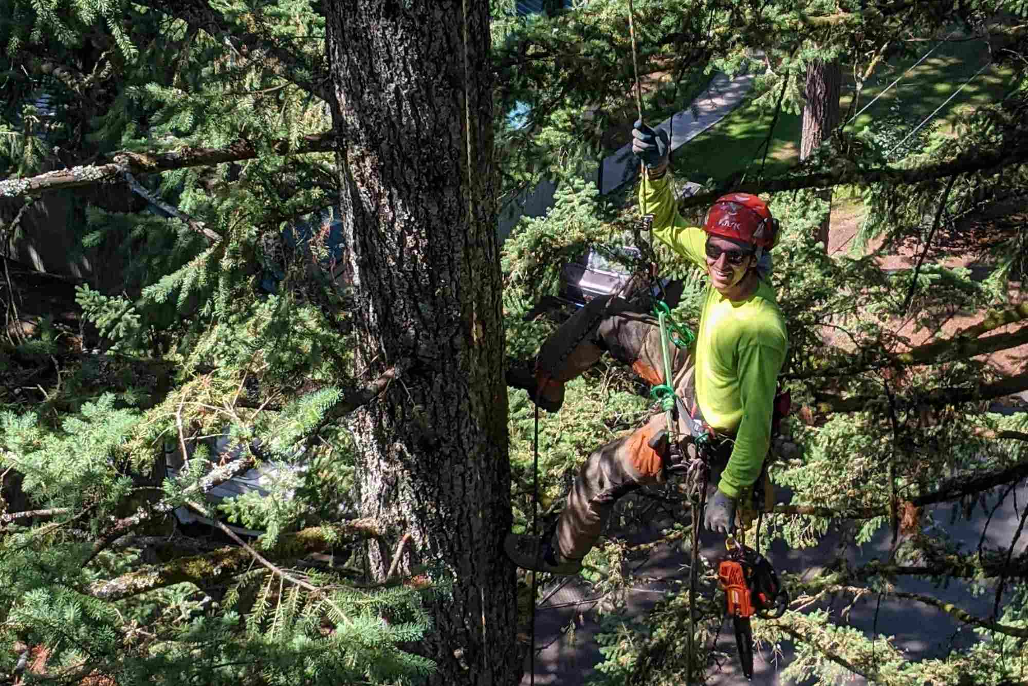 Foster Trees - Page Header Photo Crops