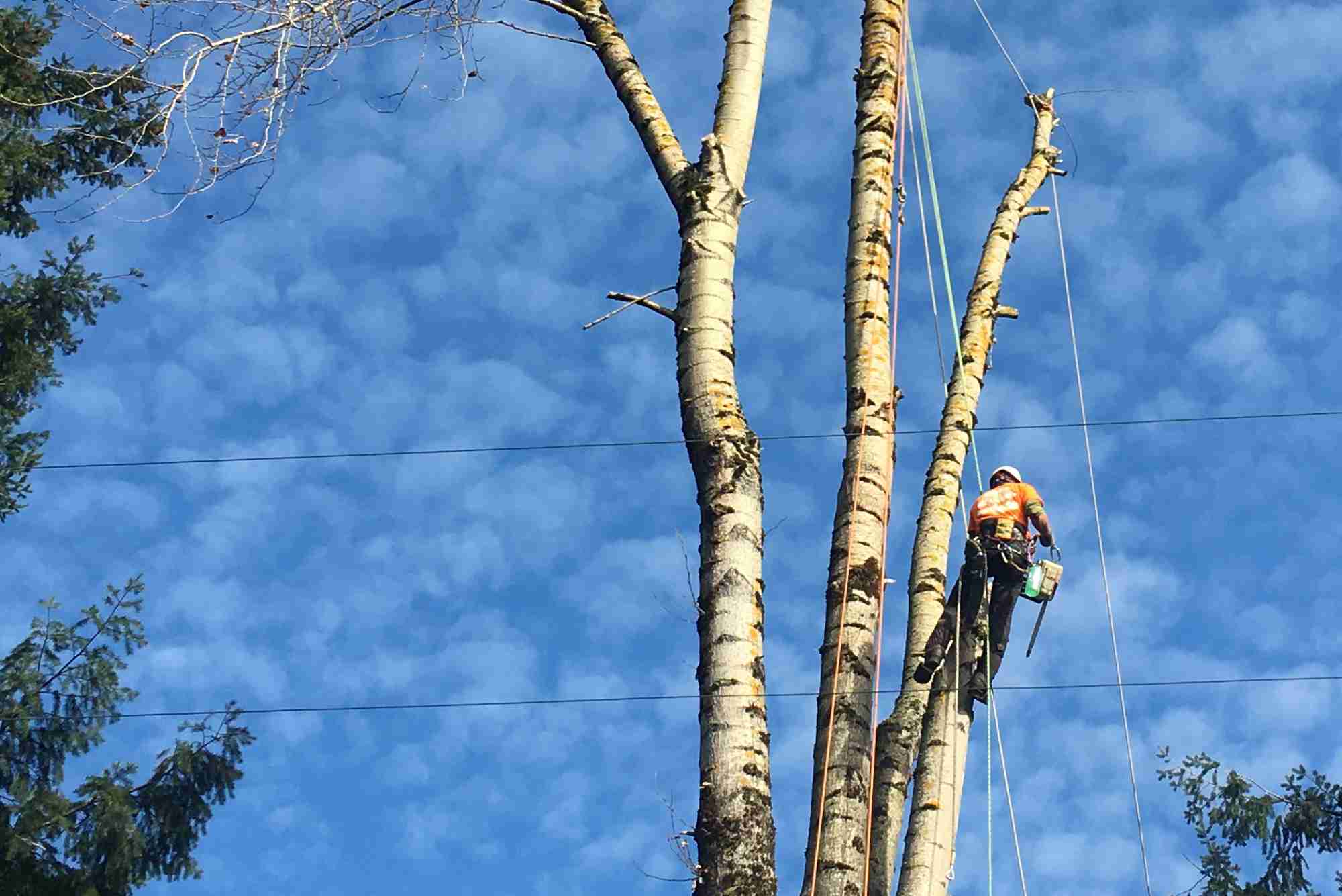 Foster Trees - Page Header Photo Crops