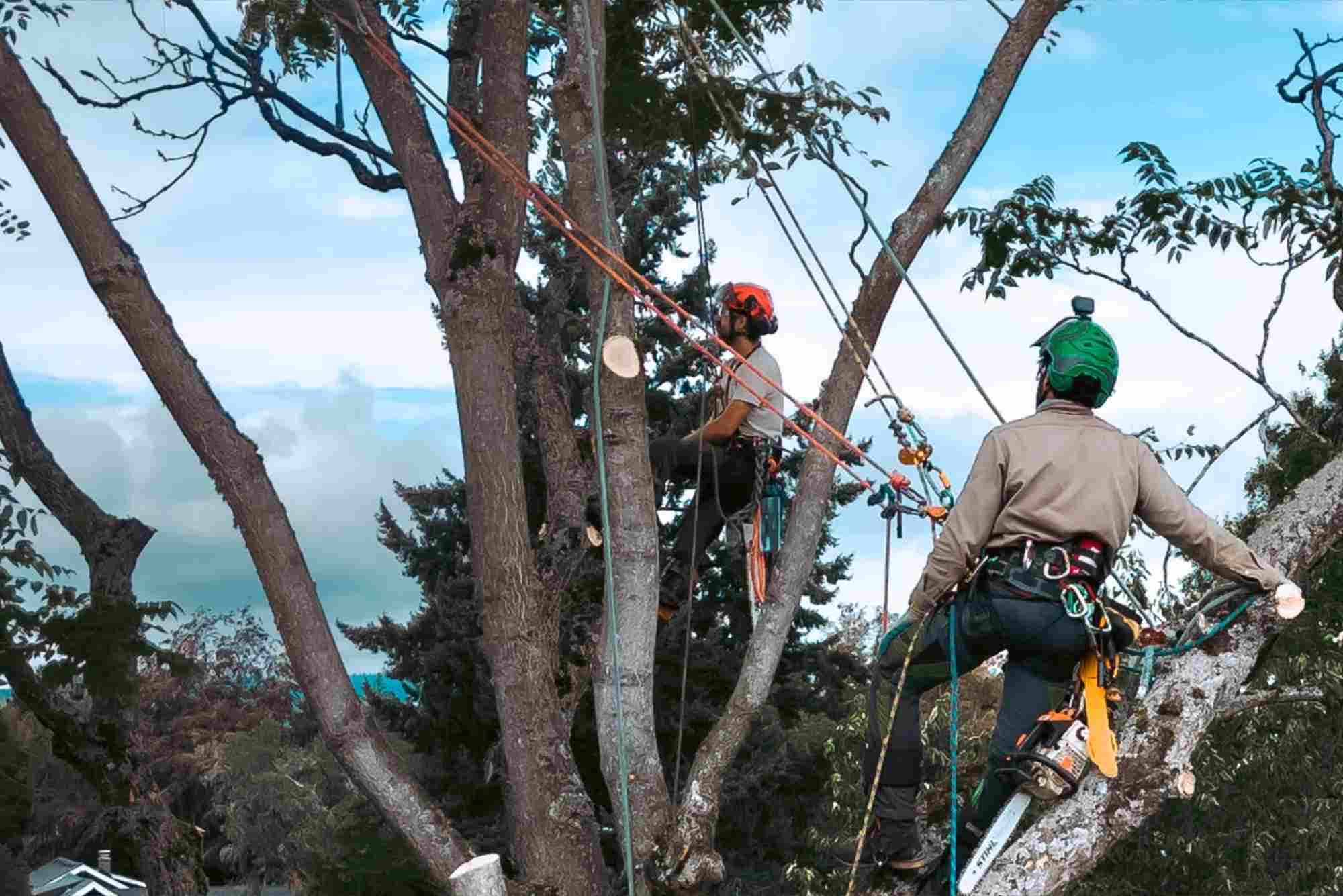 Foster Trees - Page Header Photo Crops