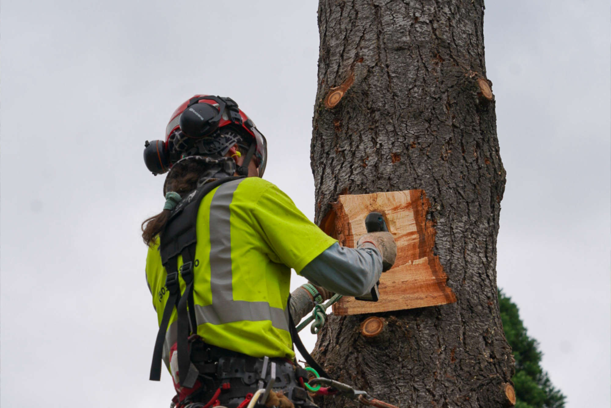 Foster Trees - Page Header Photo Crops