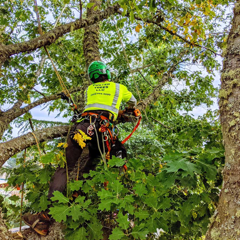 treepruning-1